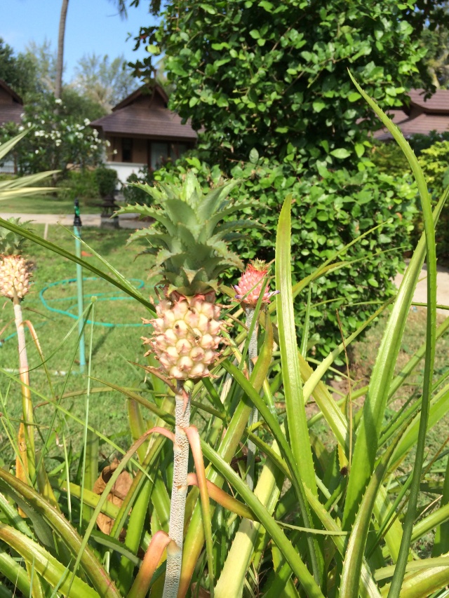パンガン島　パイナップル